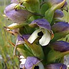Disa cornuta