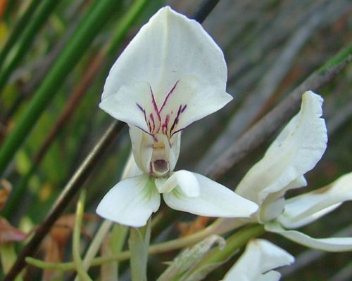 Disa draconis orchid - white Disa seeds