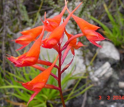 Disa ferruginea orchid seeds