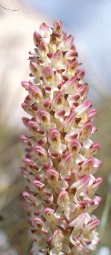 Disa fragrans orchid seeds