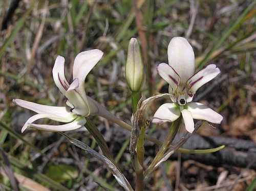 Disa harveiana orchids seeds