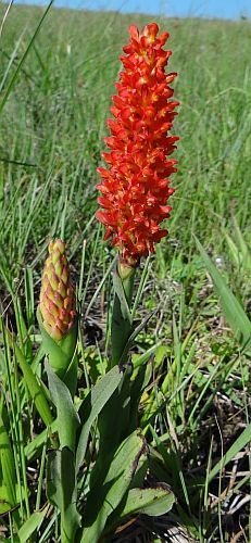 Disa polygonoides orchids seeds