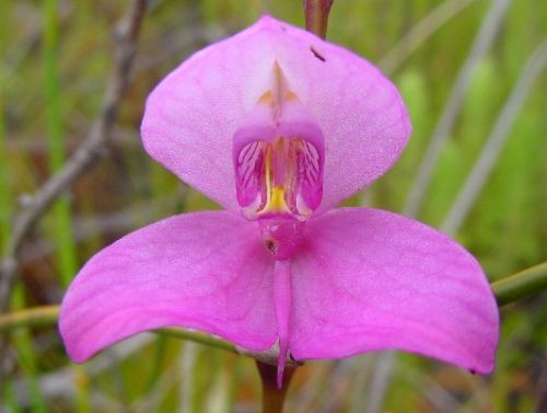 Disa racemosa Orchid seeds