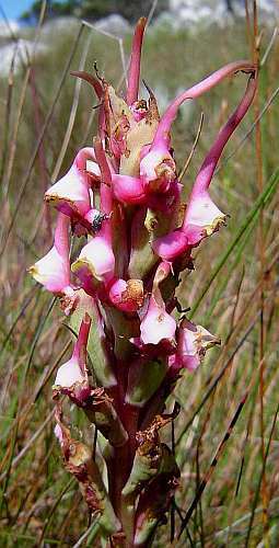 Disa rhodantha orchids seeds