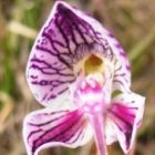 Disa spathulata