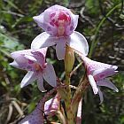 Disa thodei orchid?es graines