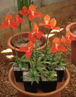 Disa uniflora Pride of Table Mountain seeds