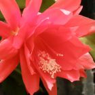 Disocactus ackermannii Cactus Orchid?e rouge graines