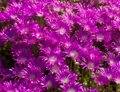 Disphyma crassifolium Round-leaved Pigface seeds