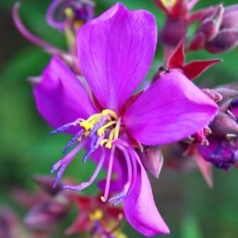 Dissotis canescens Pink Marsh Dissotis seeds