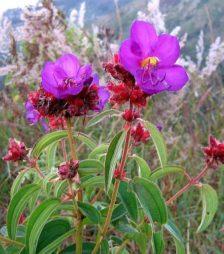 Dissotis princeps purple dissotis seeds