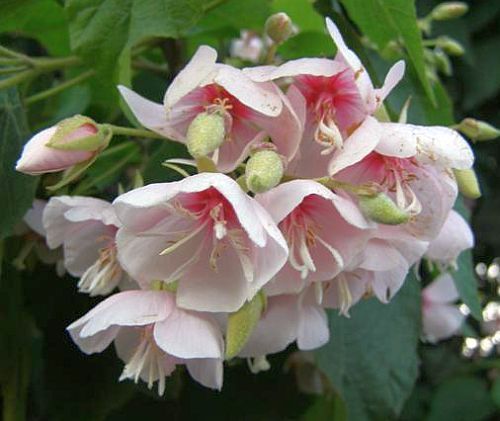 Dombeya burgessiae Pink wild pear seeds