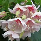 Dombeya burgessiae Afrikanische Hochzeitsblume Samen