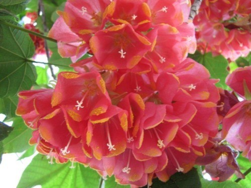 Dombeya cacuminum Strawberry Snowball Tree seeds