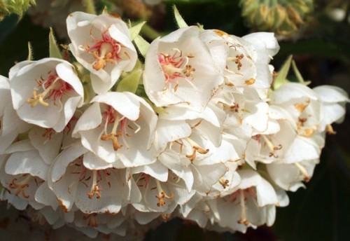 Dombeya cymosa Natal Dombeya seeds