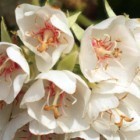 Dombeya cymosa  semi