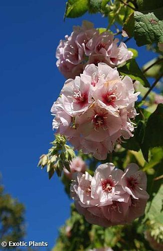 Dombeya pulchra silver white pear seeds