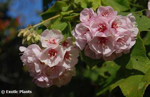 Dombeya pulchra silver white pear seeds