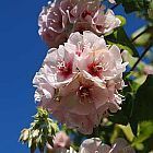 Dombeya pulchra Silber-Wildbirne Samen