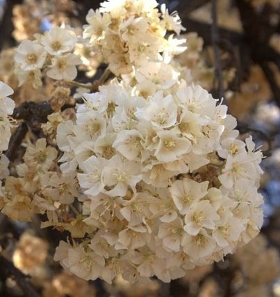 Dombeya rotundifolia Wild Pear seeds