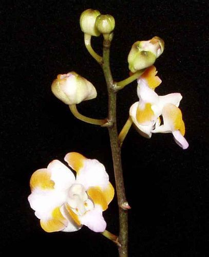 Doritis pulcherrima orchids seeds