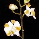 Doritis pulcherrima orchid?es graines