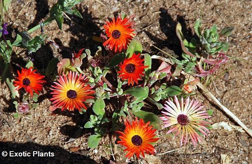 Dorotheanthus bellidiformis succulent seeds