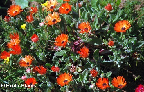 Dorotheanthus bellidiformis succulent seeds