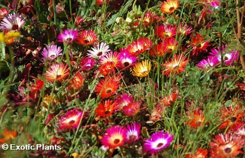 Dorotheanthus bellidiformis succulent seeds