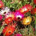 Dorotheanthus bellidiformis