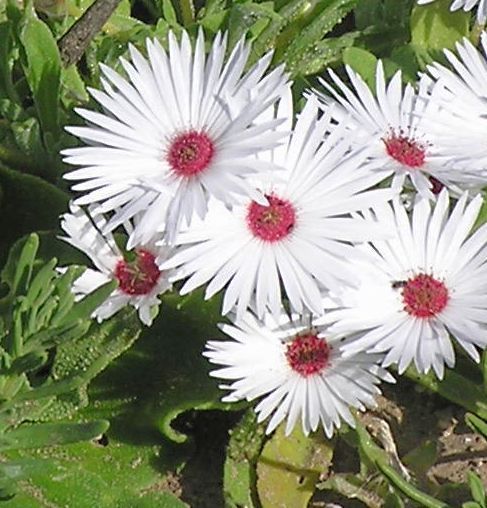 Dorotheanthus maughanii succulent seeds