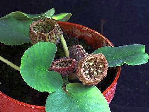 Dorstenia brasiliensis caudiciform seeds