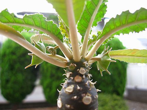 Dorstenia contrajaerva Contra Heirba seeds