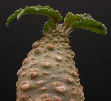 Dorstenia crispa v. lancifolia Caudiciform seeds