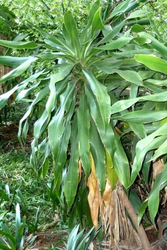 Dracaena aletriformis Large-leaved Dragon Tree seeds