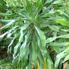 Dracaena aletriformis