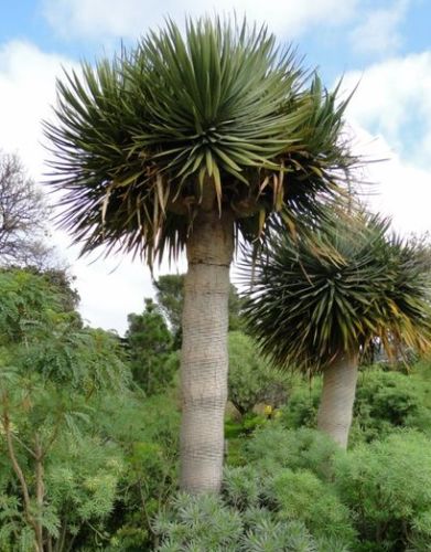 Dracaena draco ssp. draco Canary Islands dragon tree - drago seeds