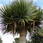 Dracaena draco ssp. draco