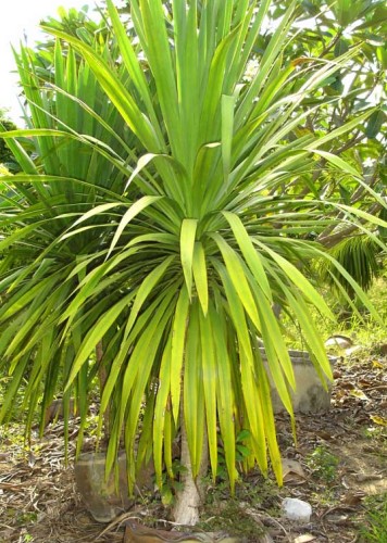 Dracaena loureidii Thai Dracaena seeds