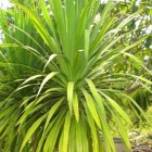 Dracaena loureidii