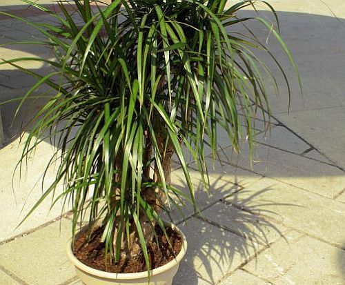 Dracaena marginata dragon tree seeds