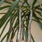 Dracaena marginata