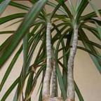 Dracaena marginata ﻿Драцена окаймленная cемян