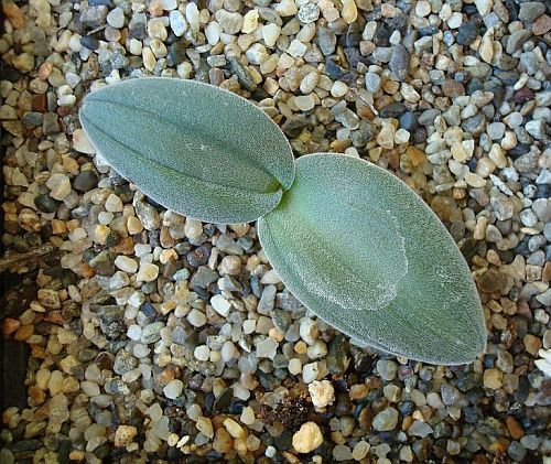 Drimia anomala succulent seeds