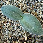 Drimia anomala succulente graines