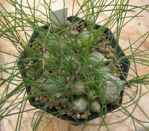 Drimia pusilla syn: Litanthus pusillus seeds