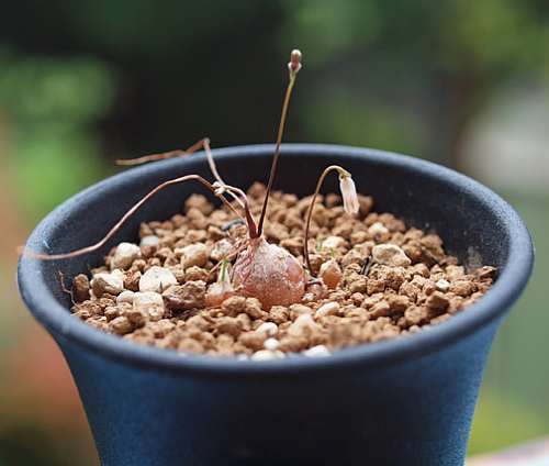 Drimia uniflora TomThumb hyacinth - syn: Litanthus pusillus seeds