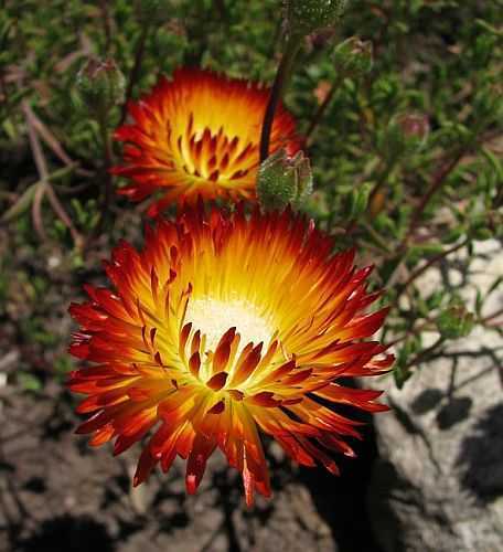 Drosanthemum bicolor Dew Flower seeds