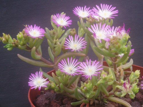 Drosanthemum crassum Mesembryanthemum seeds