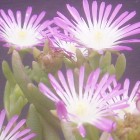 Drosanthemum crassum